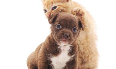 Puppy