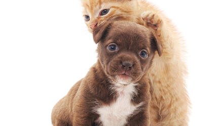 Puppy